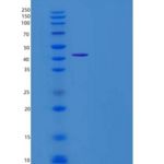 大鼠Cripto / TDGF1重组蛋白Fc tag