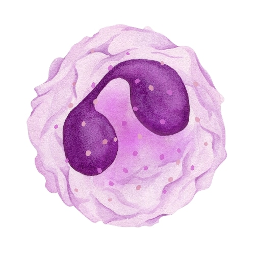 体内研究抗体金标准-BioXCell抗体限时特惠！
