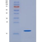 人ISG15 / G1P2重组蛋白