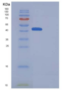 小鼠CD70 / CD27L / TNFSF7重组蛋白Fc 