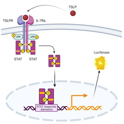 TSLP Responsive Luciferase Reporter Ba/F3 Cell Line