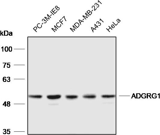 Anti-ADGRG1 Polyclonal Antibod