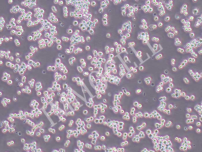 小鼠腹腔巨噬细胞丨小鼠原代细胞丨逸漠(immocell)