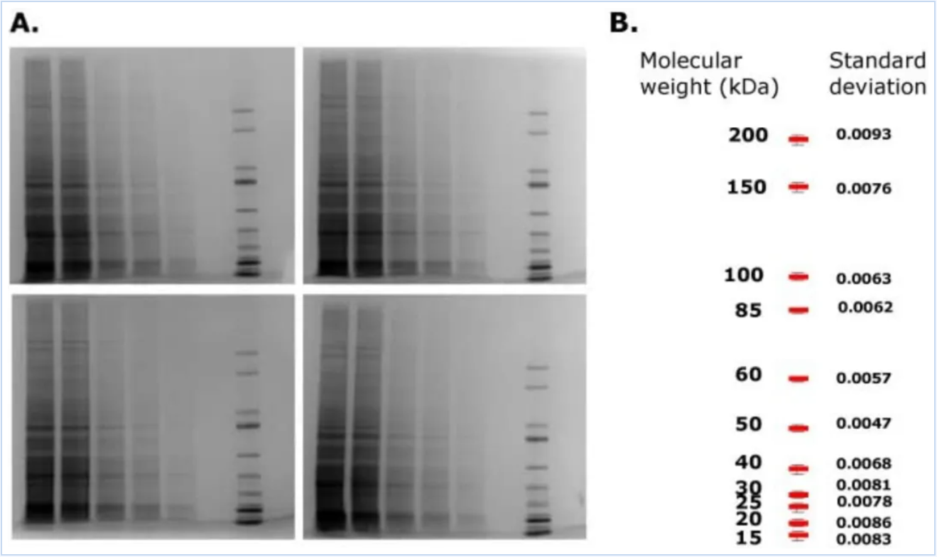 mPAGE® Lux SDS-PAGE制胶系统