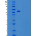 人OX-40L / TNFSF4 / CD252重组蛋白Fc Tag