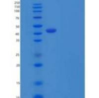 人OX-40L / TNFSF4 / CD252重组蛋白Fc Tag
