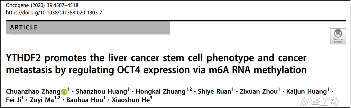 Oncogene  肝癌转移m6A修饰研究中Polysome profiling技术应用