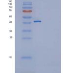 人GITR / TNFRSF18重组蛋白Fc tag