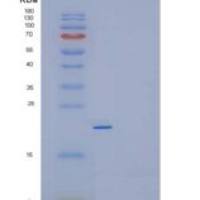 小鼠白介素23(IL23)重组蛋白