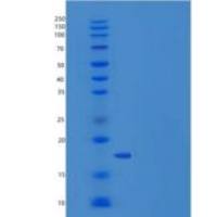 人IL36G / IL1F9重组蛋白