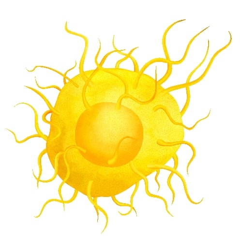 体内研究抗体金标准-BioXCell抗体限时特惠！