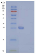人BCL2L1 / Bcl-XL重组蛋白His tag