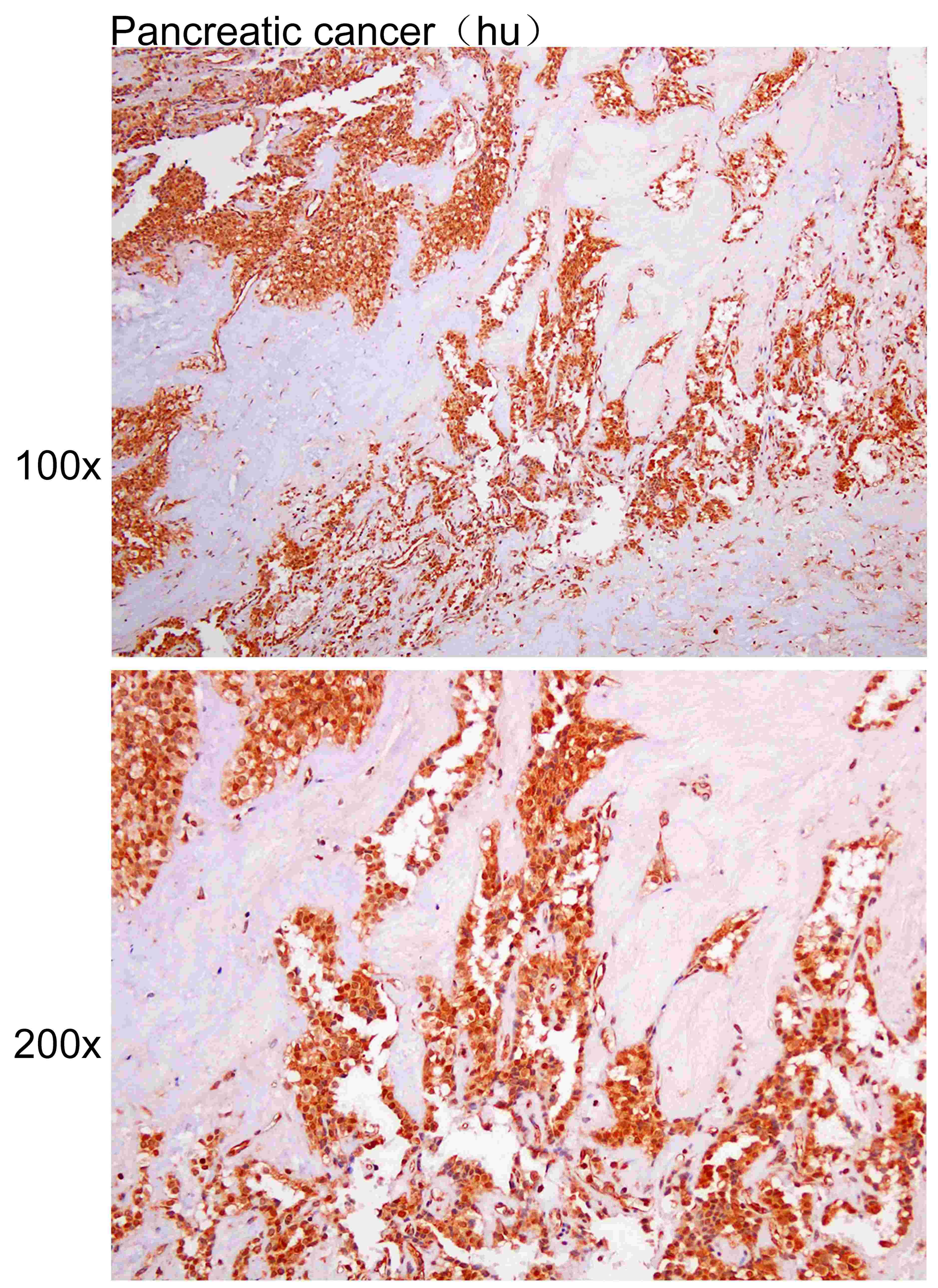 Anti-ADGRG1 Polyclonal Antibod