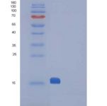 小鼠CTLA4 / CD152重组蛋白His tag