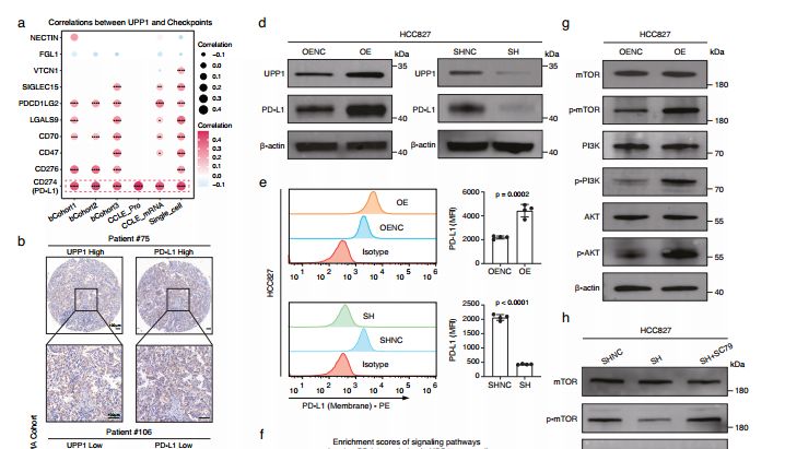 scRNA-seq+mIHC+类器官联合揭示UPP1通过诱导免疫抑制微环境促进肺腺癌进展