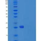 人干扰素α4(IFNa4)重组蛋白His Tag