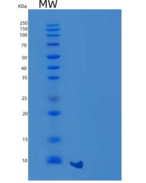 小鼠C-C基序趋化因子8/CCL8/MCP-2重组蛋白C-6