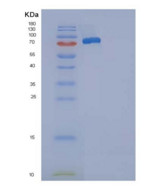 小鼠SELP / selectin P / P-select