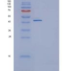 人TNFRSF19 / TROY重组蛋白Fc tag
