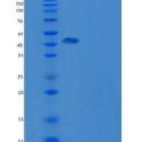 人CD28分子(CD28)重组蛋白Fc tag
