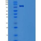 人STXBP1 / UNC18A重组蛋白His & GST tag