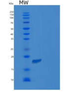 小鼠卷曲同源物10(FZD10)重组蛋白His tag