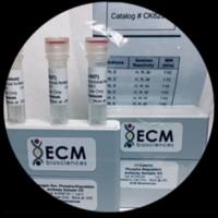 Anti-Mouse IgG2a specific:HRP