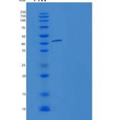 人非受体型蛋白酪氨酸磷酸酶12(PTPN12)重组蛋白