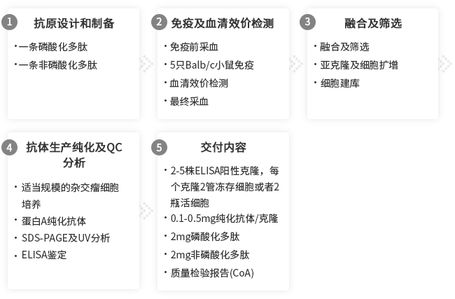 磷酸化抗体定制服务