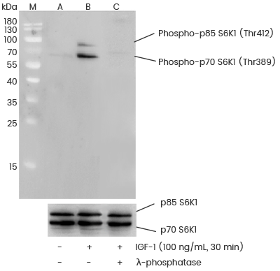磷酸化抗体定制服务