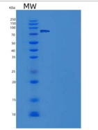 人β淀粉酶重组蛋白Fc Tag