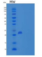 小鼠PLA2G12B / PLA2G13重组蛋白His ta
