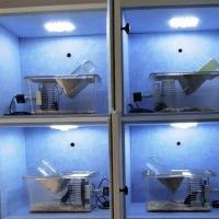 大小鼠转轮节律监测系统