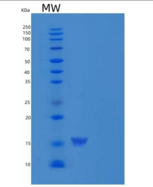 人ERP72 / PDIA4重组蛋白His tag