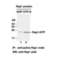 Rap1 Activation Assay Kit