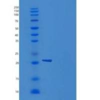 小鼠PGRL / IGSF8重组蛋白Fc tag