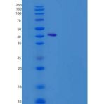 小鼠CD302 / CLEC13A重组蛋白Fc tag