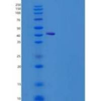 小鼠CD302 / CLEC13A重组蛋白Fc tag