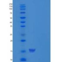 人ERP72 / PDIA4重组蛋白His tag