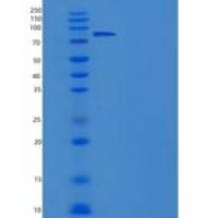 大鼠肝配蛋白A受体4(EPHA4)重组蛋白Fc tag