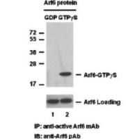 Arf6 Activation Assay Kit