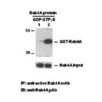 Rab4A Activation Assay Kit