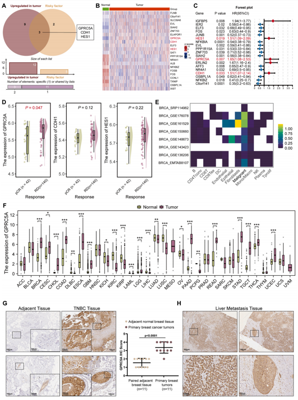 IF=24.3丨乳腺癌肝转移的潜在治疗靶点：GPRC5A