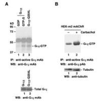 Gαi Activation Assay Kit