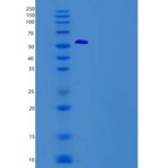 小鼠分泌粒蛋白Ⅲ(SCG3)重组蛋白His Tag