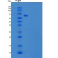 人CD14分子(CD14)重组蛋白Fc tag