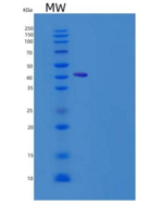 小鼠CD302 / CLEC13A重组蛋白Fc tag