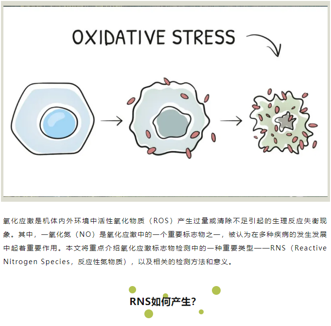 氧化应激标志物检测（二）—— RNS