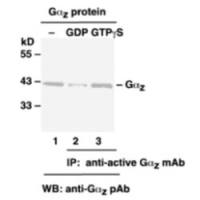 Ras Activation Assay Kit