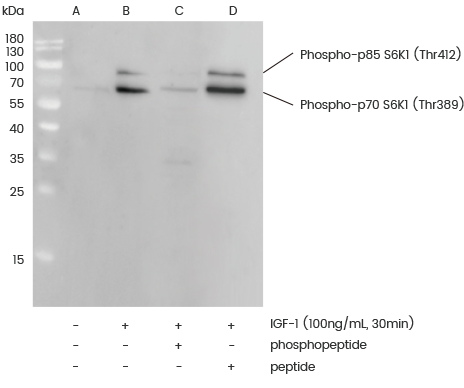 磷酸化抗体定制服务
